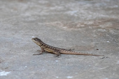 Tropidurus