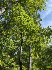 Oxydendrum arboreum