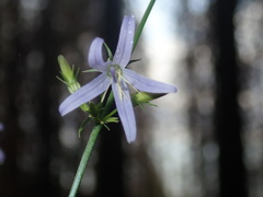 Campanula prenanthoides