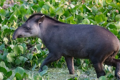 Tapirus terrestris