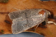 Orthodes majuscula