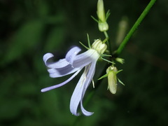 Campanula prenanthoides