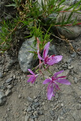 Chamaenerion colchicum