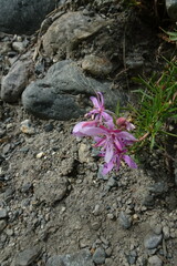 Chamaenerion colchicum