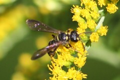 Cerceris atramontensis