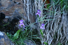 Roscoea alpina