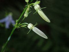 Campanula prenanthoides