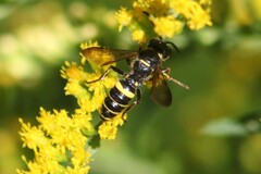 Cerceris atramontensis