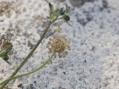 Opercularia scabrida