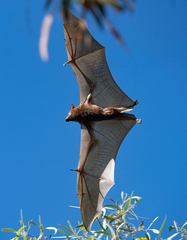 Pteropus scapulatus