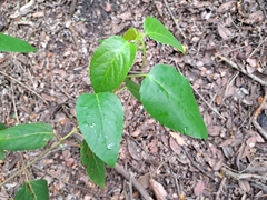 Aristotelia chilensis