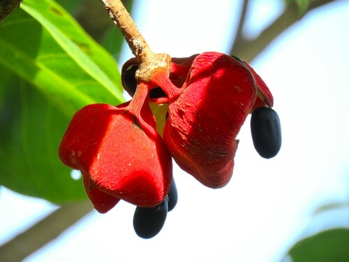 Yellow sterculia (Sterculia oblonga)