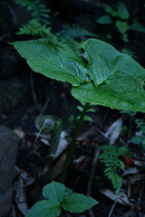 Arisaema