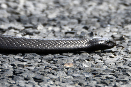 Blue-bellied Black Snake sighting