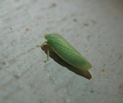 Gyponana octolineata