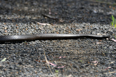 Pseudechis porphyriacus