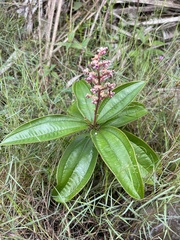 Miconia