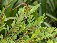 Ropalidia sumatrae
