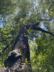 Quercus phellos