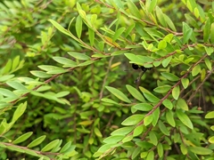 Ropalidia sumatrae