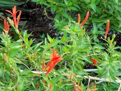 Anisacanthus quadrifidus