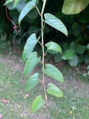 Cissus hastata