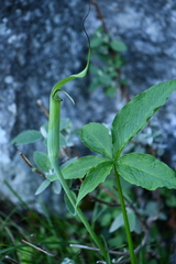 Arisaema