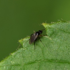 Phoridae