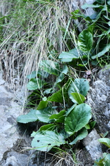 Bergenia