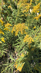 Euthamia graminifolia