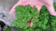 Anthriscus sylvestris