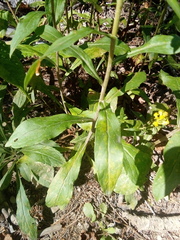 Solidago puberula