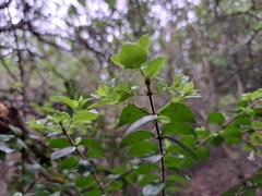 Rhaphithamnus spinosus