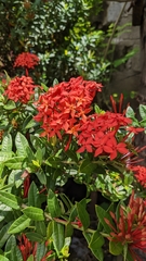 Ixora