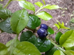 Rhaphithamnus spinosus