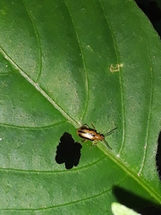 Lemini