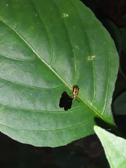 Lemini
