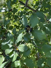 Frangula alnus