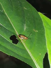 Lemini