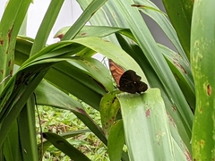 Junonia hedonia