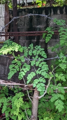 Moringa oleifera