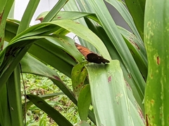 Junonia hedonia