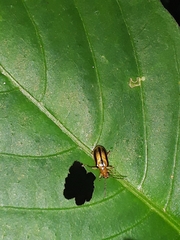 Lemini