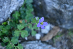 Eriocapitella rivularis