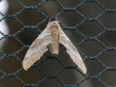 Pachysphinx occidentalis