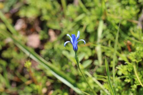 Image of Tecophilaea violiflora by (c) Cesar Ormazabal, some rights reserved (CC BY)