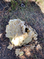 Neolentinus ponderosus