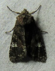Fishia illocata