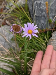 Erigeron glacialis