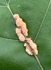 Callirhytis piperoides